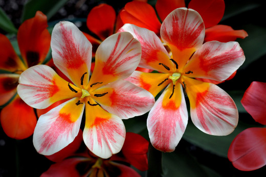818673 (a): :2048x1360